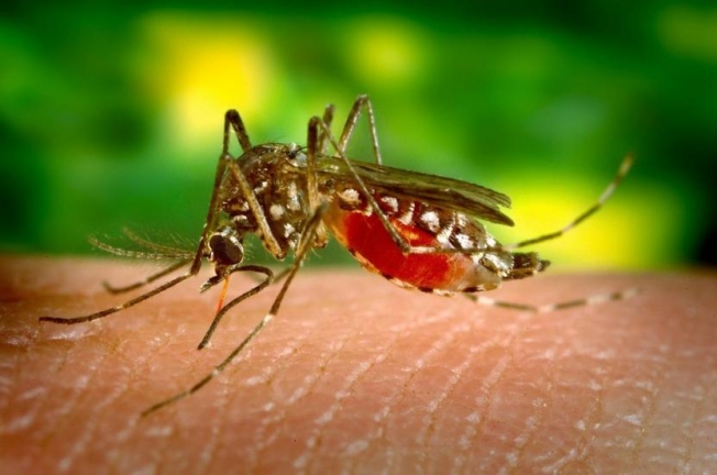 Раскрыто влияние укусов комаров на организм