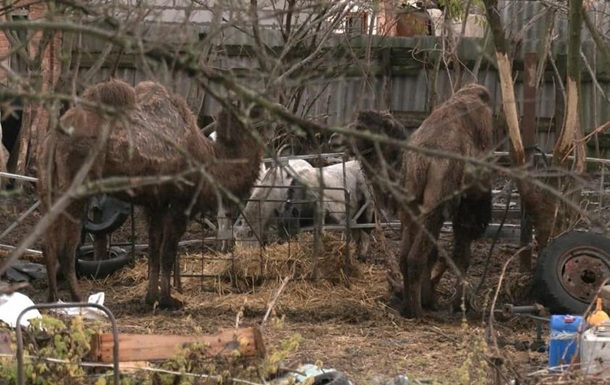 На огородах под Харьковом пасутся верблюды