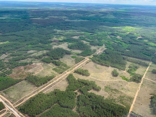 Харьковский губернатор пообещал наглядно показать масштаб вырубок лесов