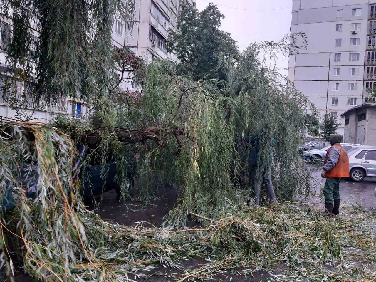 Кронування дерев від природи: вчора вітер повалив сім дерев та 12 великих гілок