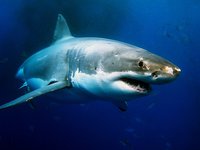 Імунна система акул допоможе відбити атаки нових коронавірусів - дослідження