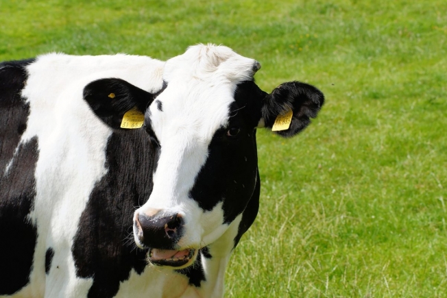 Почему у коровы не отвисают щеки? В жевательной резинке нашли видимую пользу