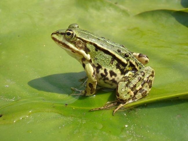 Немного о расширении меню: Орловский губернатор разрешил охотиться на жаб и гадюк