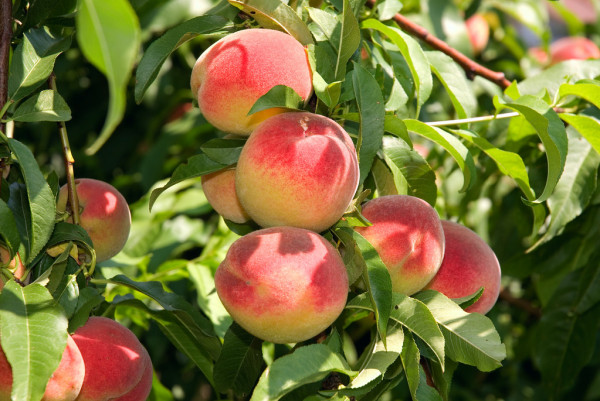 Персики вместо картошки: чего ждать харьковчанам от природы