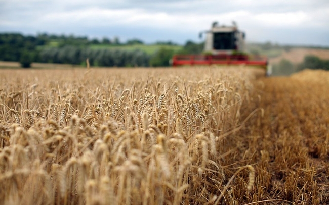 З початку року Україна експортувала понад 24 млн тонн зерна