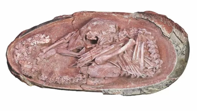 Науковці знайшли ідеально збережений ембріон динозавра. Йому 66 млн років