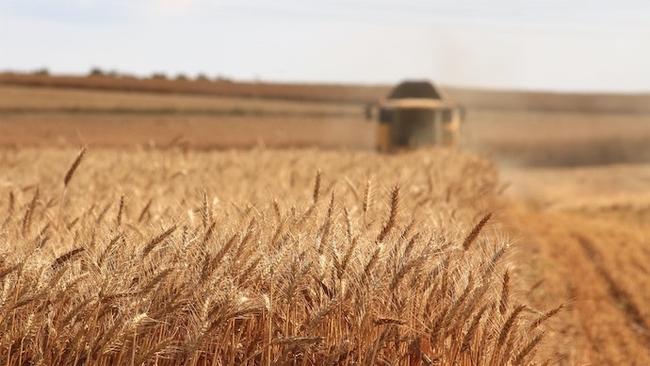 Світові ціни на зернові досягли максимального за 10 років рівня – ООН