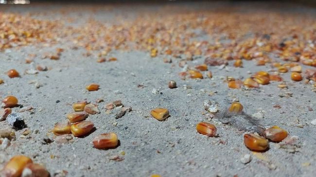 Під час окупації села Макарове Золочівської громади загарбники вкрали 120 тонн зерна