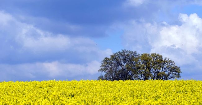 Локально до +35 °С: погода від Наталки Діденко на 22 липня