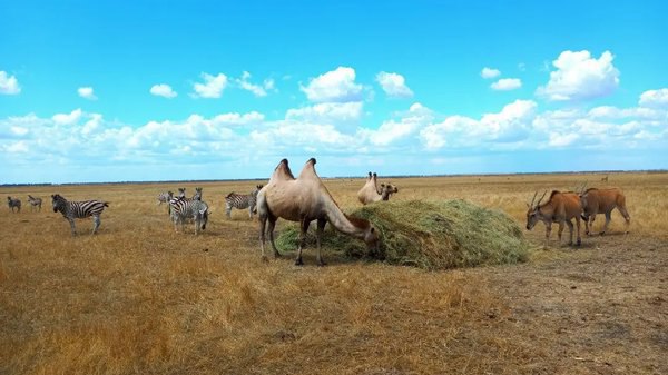 Заповідника Асканія-Нова більш немає?