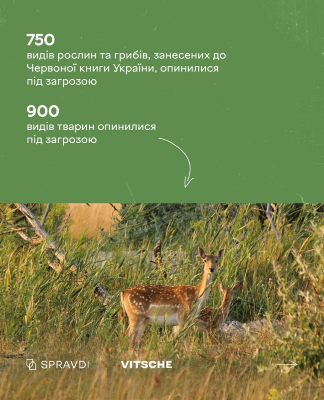 Це – наслідки впливу російської агресії на екологію України